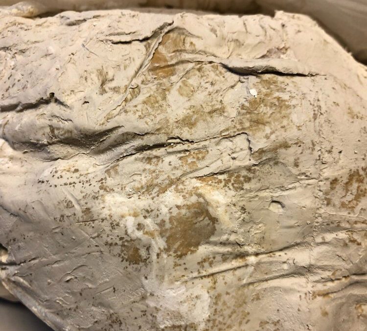 Episode 15 – Is my moldy bag of clay really more plastic?