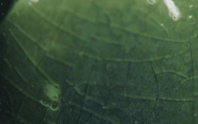 Crazing in Ceramic Glazes: What Tiny Cracks Tell You About Glaze Fit